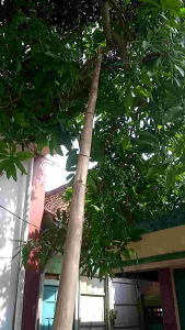 Gergaji Copy Gantol: Alat Potong Ranting & Kayu yang Tahan Lama