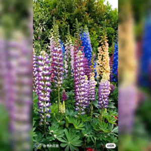 100 BUTIR BENIH BUNGA LUPIN MIX WARNA (KEMASAN ORIGINAL)