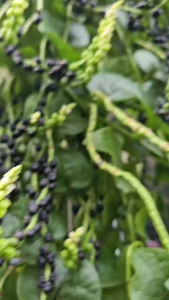 Buah Angkung Segar 200 Biji+Bonus 20 Biji