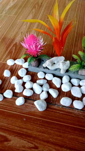 Tanaman Hias Aquarium 1pc Batu Merah: Dekorasi Alami Untuk Aquarium Kecil & Indoor