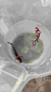 Pair Multicolor Classic Breeder Grade (random pick)