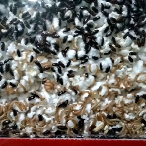 กระดิ่งเงินกระดิ่งทอง 69 ตัว แถม 10 ตัว ไม่มีโหล นำโชค ค้าขาย ร่ำรวย