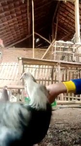 JAMU MERPATI RAHWANA HERBAL GIRING KEKET 100 BUTIR