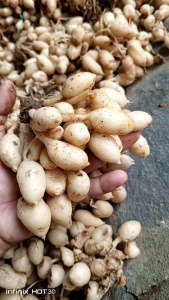 Kunyit Putih Segar Langsung Petani Harga Termurah