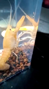 LOBSTER HIAS AQUARIUM AQUASCAPE - LOBSTER GOLDEN - LOBSTER CLARKI - LOBSTER AIR TAWAR - HIASAN AQUARIUM AQUASCAPE