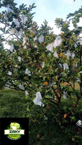 3 kg jambu kristal kebumen grid A fresh baru petik