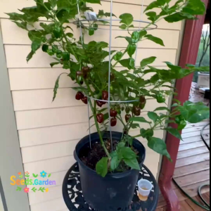 10 BUTIR BIJI/BENIH CABE SUPER PEDAS CHOCOLATE HABANERO