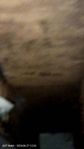 Suara Inap ASLI JERNIH RESPON TERBUKTI di rumah WALET Sumatera dan Jawa