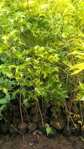 Bibit Pohon Cendana Bali