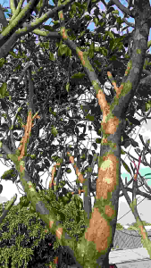 Benalu pohon Kamboja