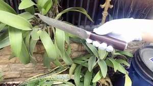 Dao gọt hoa quả Nhật hiệu Akatenki dài 30cm dày 2mm sắc bén dễ sử dụng