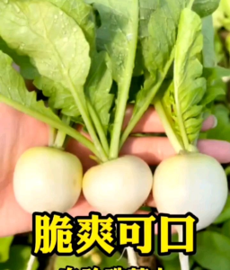 (KEMASAN PREMIUM) BIJI/BENIH LOBAK BULAT PUTIH