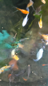 อาหารปลา สวยงามทุกชนิด 500 g เม็ดเล็กชนิดลอยน้ำ