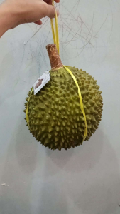 replika pajangan buah durian karet / bola duren palsu / buah durian tiruan