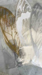 Wrap Sayap Kupu Bening Transparan: Panduan Lengkap