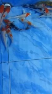 Sanke Koi/Ikan Koi Sanke