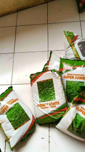 bibit kangkung superjumbo repack 1kg dan 3kg