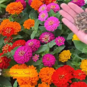 [Virladia Seeds] Biji Benih tanaman bunga Zinnia California Giant Mixed