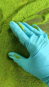 ไข่ผำอินทรีย์100%