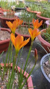 K.หัวดอกบัวดิน Life & Joy หัวละ 20 บาท