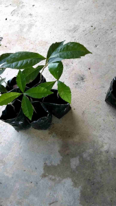 ต้นพวงครามออสเตรเลีย พวงครามสีม่วง มี 2 ขนาด เลือกขนาดได้