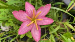 ฑ.หัวดอกบัวดิน พริ้งเพราลี่ หัวละ 50 บาท