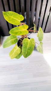 ฟิโลเดรนดรอน เพ้นท์เลดี้ ด่างเลื้อยลายหินอ่อน ไม้เลื้อยฟอกอากาศ จัดส่งพร้อมกระถาง 6นิ้ว