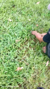 arit sabit padi rumput supertajam garut