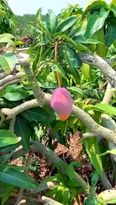 Selamat Datang Ditoko Kami Bibit Mangga irwin🌱 Hasil Okulasi Dijamin Cepat Berbuah👍🏻Memiliki Warna Yang Ciri khas(UNGU)Rasa Buah Manis Fan Dagingnya Yang Yebal Besar Bisa COD seluruh nusantara✈