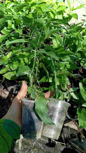 Combo 3 Bầu Cây Giống Xương Khỉ (Cây Bìm Bịp)Hỗ Trợ Sức Khoẻ