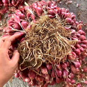 PROMO Bawang merah murah berkualitas 1KG