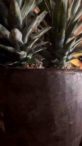 Estevia Keto Syrup 0% cal