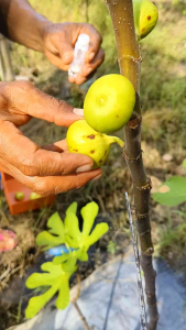 Fresh Getah Buah Tin 2ml