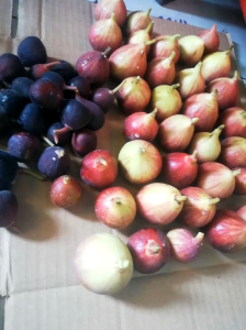 bibit cangkok buah tin Super Jumbo SUJU