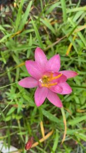 006.หัวดอกบัวดิน Pink Crowntail หัวละ 50 บาท