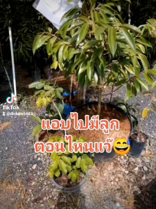 สั่ง1แถม1🌲ทองตำตัว​ทุเรียน​สายพันธุ์​แท้​📣มาแรงสุดๆ​ของดีเมืองตะกั่วป่า🏆ชนะเลิศ​การประกวดทุเรียน​เมืองพังงาปีล่าสุด ทองตำตัวมีรสชาติเป็นเอกลักษณ์เฉพาะตัว หวาน หอม มัน อร่อย ราคาดี ออกผลง่าย ติดลูกไว ระบบรากดีเยี่ยม ทนทานต่อโรคและแมลงจ้า🌿คัด​กระโดง​🌲