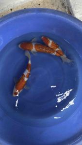 Japan Ginrin Kohaku high grade 33-36cm from Dainichi Farm RM1500 per koi / Ginrin Tancho Kohaku RM1680 + shipping RM60