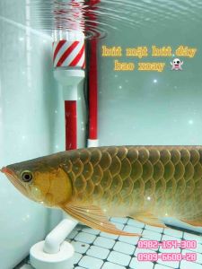 hút mặt hút đáy (hút váng rác mặt nước) baoyu atman periha kaokui _ by103 by104 / at105s / PD5200 6200 7200 kk103 kk104 (không kèm bơm)