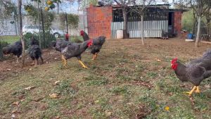 TELUR FERTIL AYAM PETELUR HANDAL BARRED ROCK ORI UNTUK DI TETASKAN