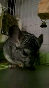 MAINAN STICK KAYU APEL CHEW TOY HAMSTER《ISI 4 STICK》