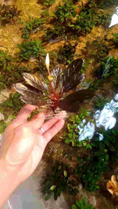 Bucephalandra Skeleton King \"Dark Achilles\": Tanaman Aquascape Tropis Unik