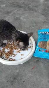 350 x 48 pkt Kiska Cat Food Mix Flavour Dryfood