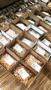 Wajik Garut Asli 1 Kg: Snack Picnic Cemilan Enak & Makanan Ringan Kiloan Murah