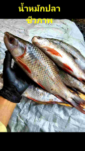 น้ำหมักปลาสูตรเข้มข้น ไม่เหม็นเน่า คุณภาพสูง บำรุงพืชใบเขียวไว ใบหนาสมบูรณ์ คุ้มค่า