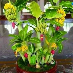 Bibit Pisang Cavendish Genjah Valid Murah