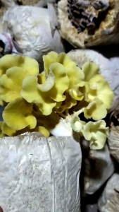 Bibit Jamur Tiram Kuning F1 Botol: Panduan Lengkap