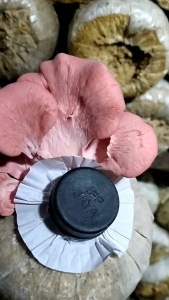 Bibit Jamur Tiram Pink/Merah F1 Botol