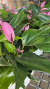 หน้าวัวพันธุ์แคระสีม่วงพาสเทล ดอกเรียว กอแน่น ดอกดก