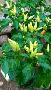 benih eceran isi 100 butir bibit cabe rawit ORI 212 produk asli jaminan ori