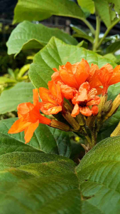 คอร์เดีย กระถาง 11 นิ้ว ต้นใหญ่สวย และแข็งแรง (กทม)